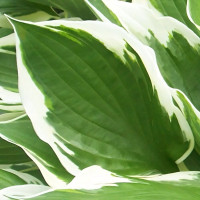 Саженцы Хоста Diamond Tiara (Даймонд Тиара) М