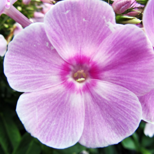 Саженцы Флокс Обними и Поцелуй