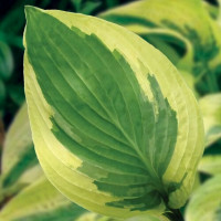 Саженцы Хоста Mama Mia (Мама Миа) М