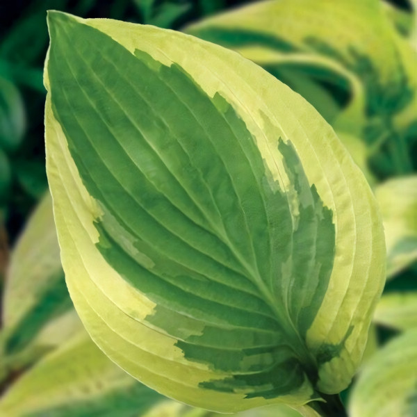 Саженцы Хоста Mama Mia (Мама Миа) М