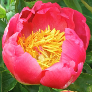 Саженцы Пион Coral'n Gold (Корал Голд)