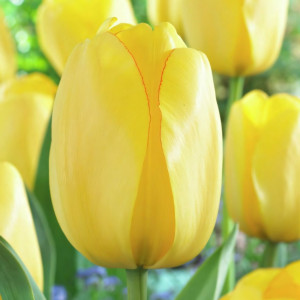 Тюльпан Голден Парад (в упаковке - 3шт.)