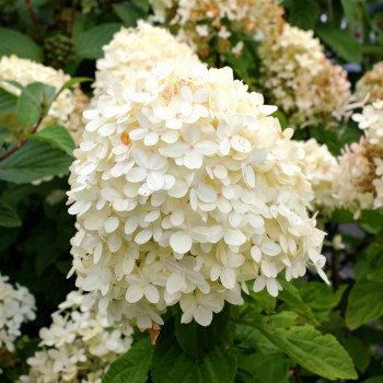 Гортензия метельчатая Cotton Cream 