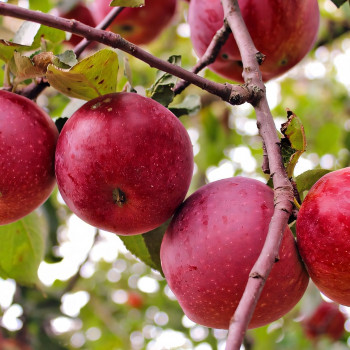 Саженцы Яблоня Джонатан