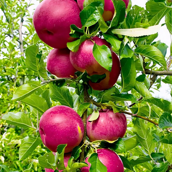 Саженцы Яблоня колоновидная Бабье лето