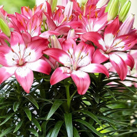 Луковицы  Лилия азиатская Perfect Joy (Перфект Джой) (3шт.)