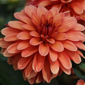 Саженцы Георгина гэллери Matisse