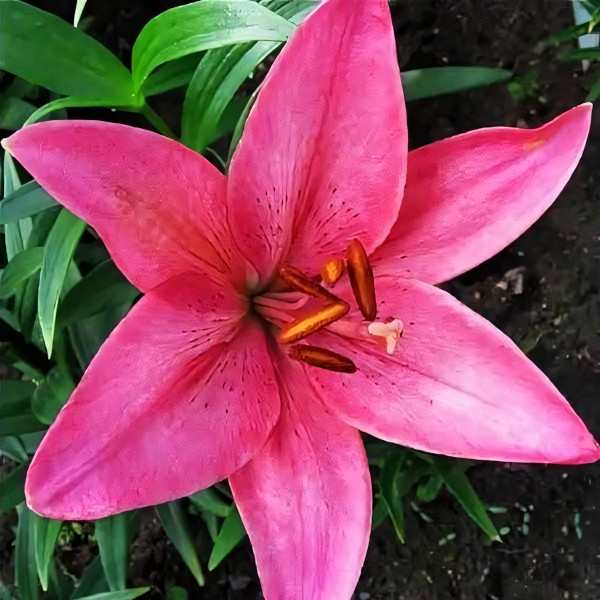 Луковицы  Лилия азиатская Arosa Jewel (Ароза Джуел) (3шт.)