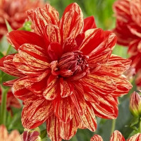 Саженцы Георгина декоративная Neo (Нео)