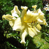 Луковицы Саженцы Лилия ОТ гибрид Big Brother (Биг Бразер) (3шт.)