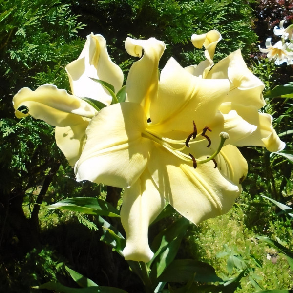 Луковицы Саженцы Лилия ОТ гибрид Big Brother (Биг Бразер) (3шт.)