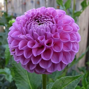 Саженцы Георгина шаровидная Salvation (Сэлвейшн)