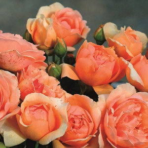 Саженцы Роза парковая Николь Миулан