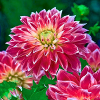 Саженцы Георгина декоративная Purple Explosion (Пурпл Экспложион)