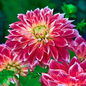 Саженцы Георгина декоративная Purple Explosion (Пурпл Экспложион)