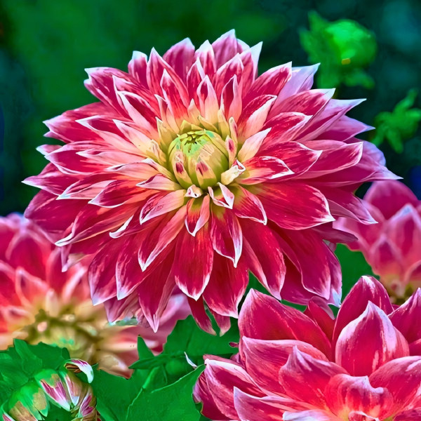 Саженцы Георгина декоративная Purple Explosion (Пурпл Экспложион)