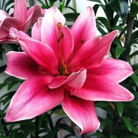 Луковицы  Лилия азиатская Ceres (Церес) (3шт.)