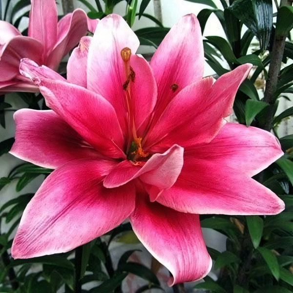 Луковицы  Лилия азиатская Ceres (Церес) (3шт.)