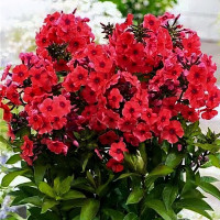 Саженцы Флокс метельчатый Tequila Sunrise (Текила Санрайз)