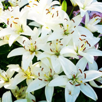 Луковицы  Лилия азиатская Tiny Crystal (Тайни Кристалл) (3шт.)