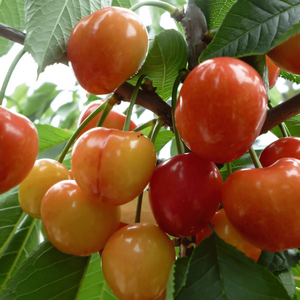 Саженцы Черешня Франц Иосиф