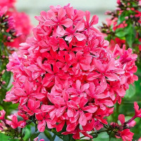 Саженцы Флокс метельчатый Cleopatra (Клеопатра)