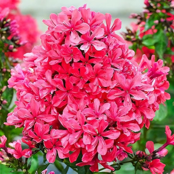 Саженцы Флокс метельчатый Cleopatra (Клеопатра)