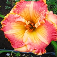 Саженцы Лилейник Chang Dynasty (Чанг Династи)