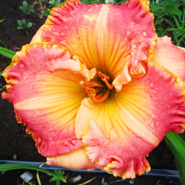 Саженцы Лилейник Chang Dynasty (Чанг Династи)