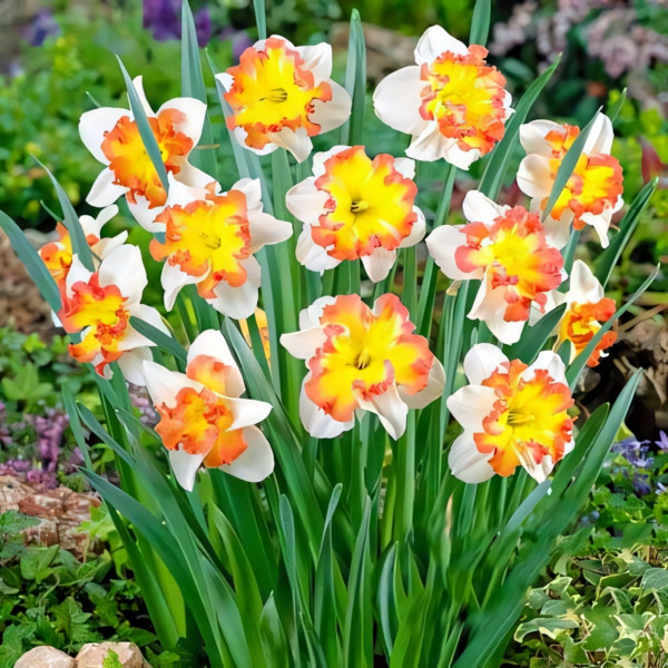 Луковицы Нарцисс сплит-корона Таурус (в упаковке - 3шт.)