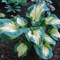 Саженцы Хоста Golden Meadows (Голден Медоус) L