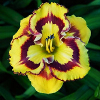 Саженцы Лилейник New Paradigm (Нью Парадигм)