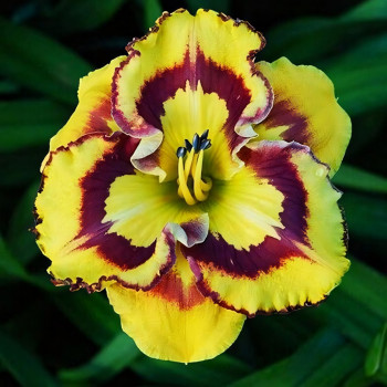 Саженцы Лилейник New Paradigm (Нью Парадигм)