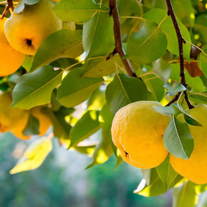 Саженцы Айва Янтарная Молдавская