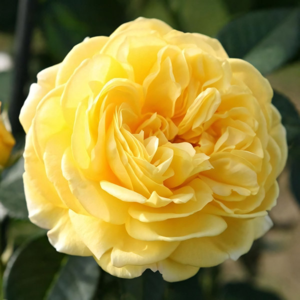 Саженцы Роза флорибунда Инка