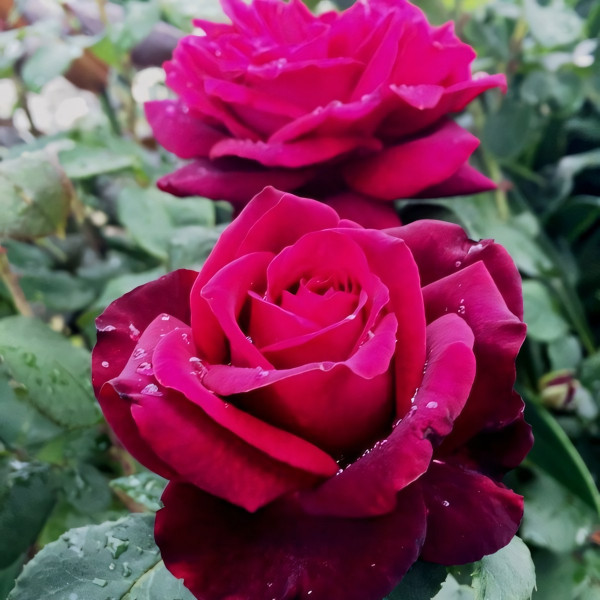 Саженцы Роза чайно-гибридная Графиня Диана