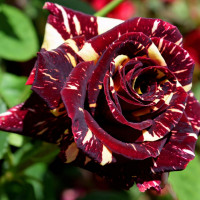 Саженцы Роза чайно-гибридная Абракадабра