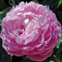 Саженцы Пион Ursinow N. (Урсин Н.)