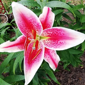  Лилия восточная Idaho (Айдахо)