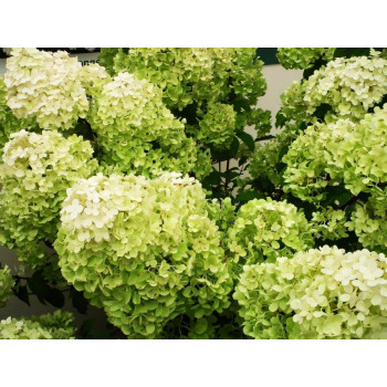 Гортензия метельчатая Diamantino (Диамантино)