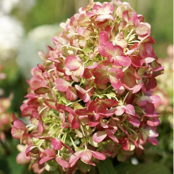 Гортензия метельчатая Graffiti (Граффити)