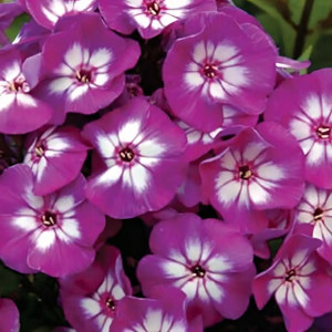 Саженцы Флокс метельчатый Uspech (Успех)