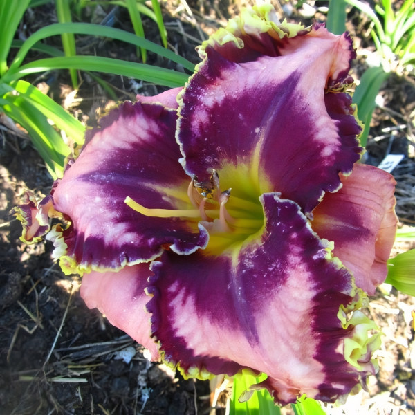 Саженцы Лилейник Eyes Right Jones (Айс Райт Джонс)