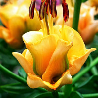 Луковицы  Лилия азиатская Apricot Fudge (Априкот Фьюдж) (3шт.)