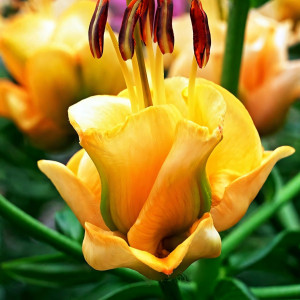  Лилия азиатская Apricot Fudge (Априкот Фьюдж)