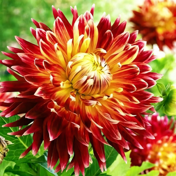 Саженцы Георгина макси Akita (Акита)