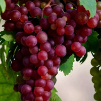 Саженцы Виноград кишмиш Щелкунчик