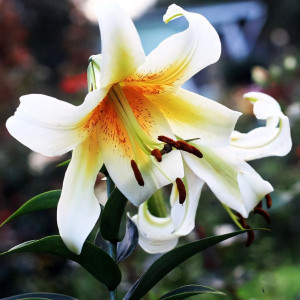  Лилия ОТ гибрид Mister Cas (Мистер Кас)
