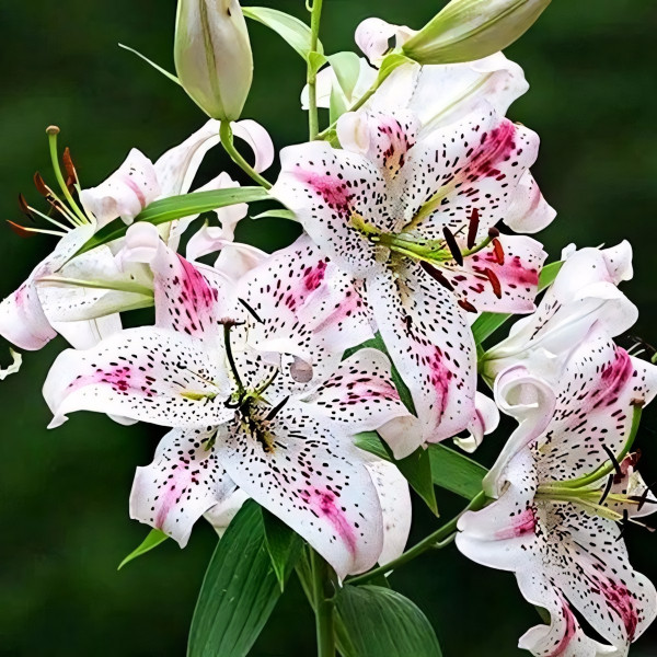 Луковицы  Лилия восточная Solution (Солюшн) (3шт.)