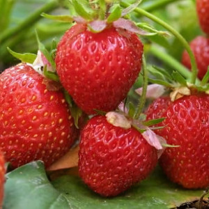 Клубника  Онда  (упаковка 5 шт.)